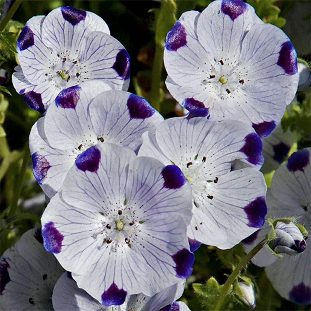 FIVE SPOT FLOWER - - Nemophila maculata