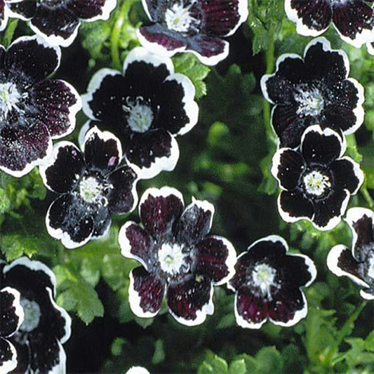 NEMOPHILLA - Penny Black  - Nemophila discoidalis