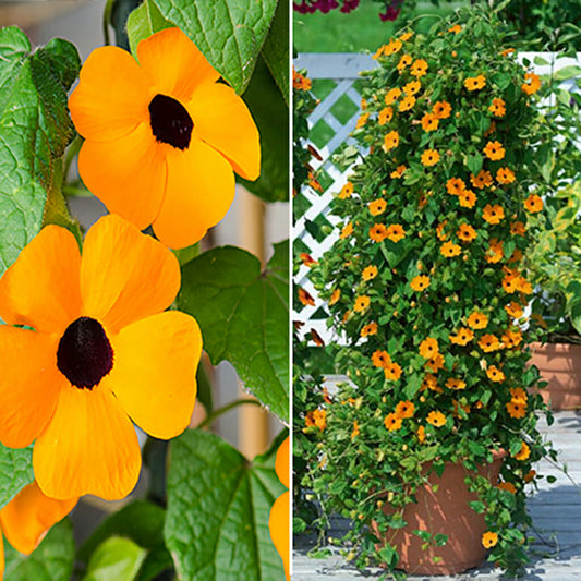 BLACK EYED SUSAN - Vining  - Thumbergia alata