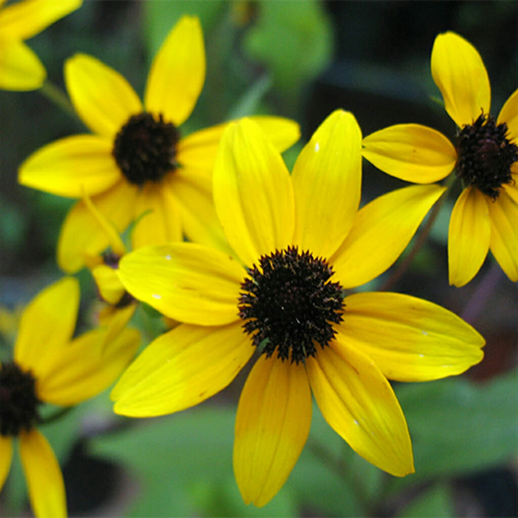BLACK EYED SUSAN - Upright - Rudbeckia triloba