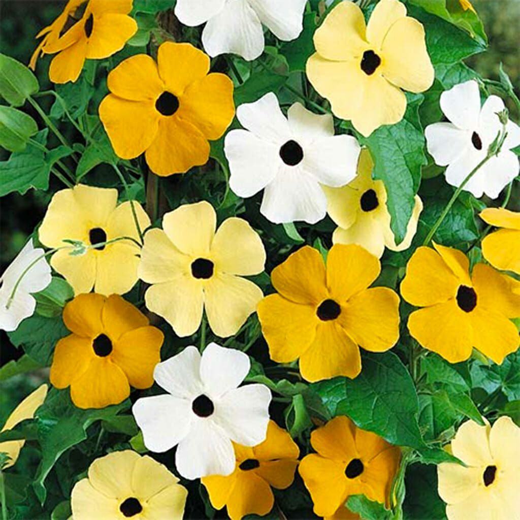 BLACK EYED SUSAN - Vining Mix - Thunbergia alata