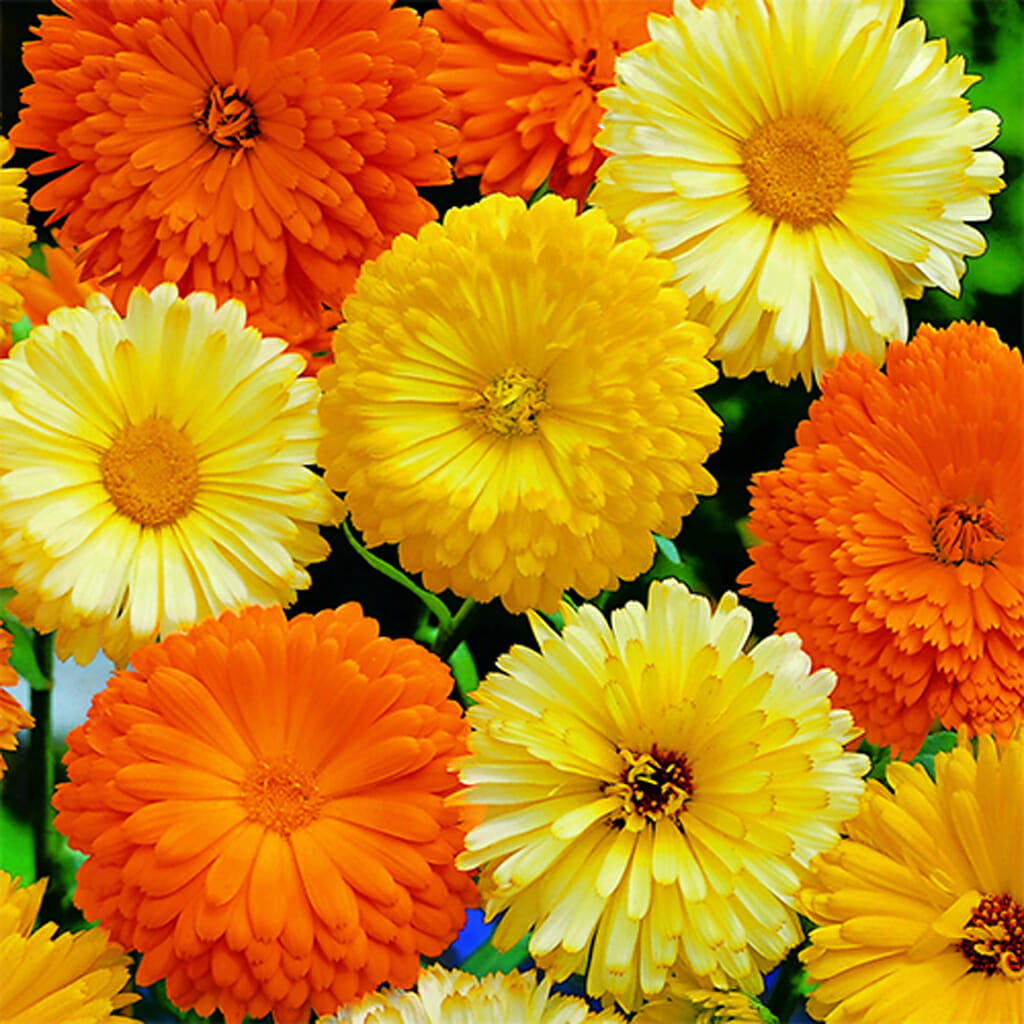 CALENDULA - Beauty Mix - Calendula officinallis