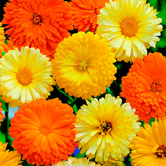 CALENDULA - Beauty Mix  - Calendula officinallis