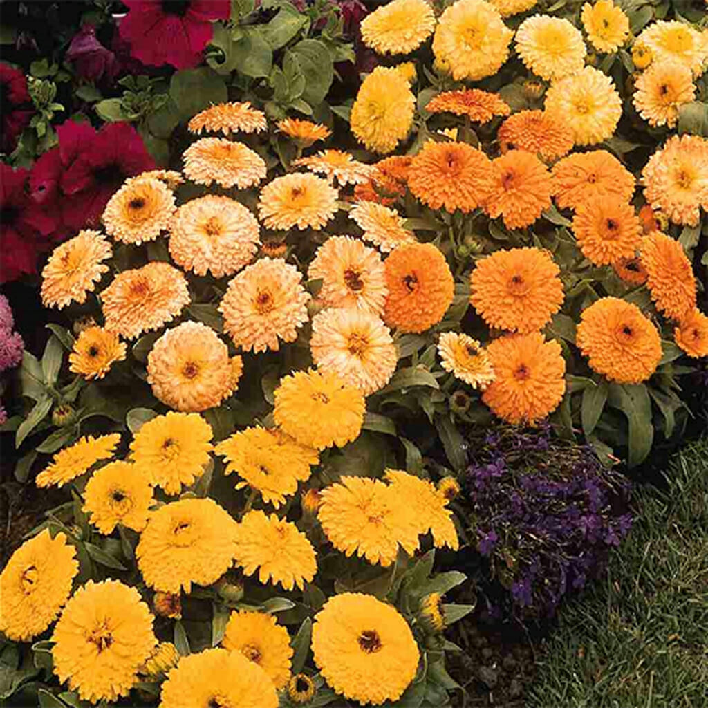 CALENDULA - Fiesta Gitana - Calendula officinallis