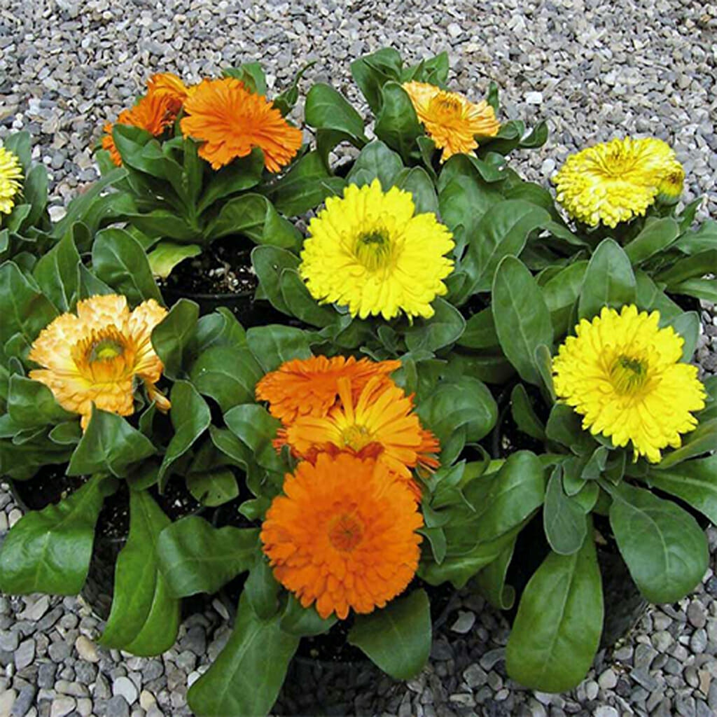 CALENDULA - Bon Bon - Calendula officinallis