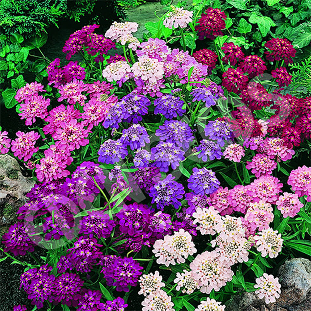 CANDYTUFT - Fairy Mix - Iberis umbellata