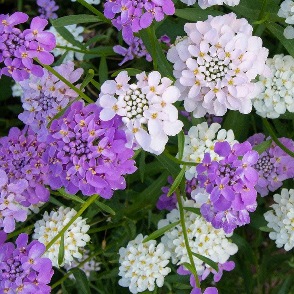 CANDYTUFT - Umbellata Mix - Iberis umbellata