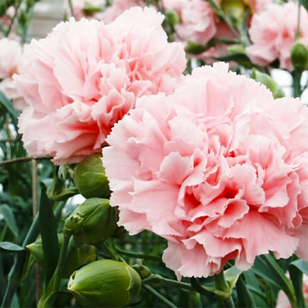 CARNATION - La France - Dianthus caryophyllus