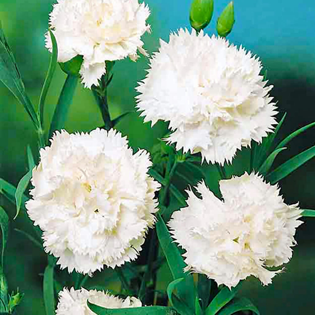 CARNATION - Jeanne Dionis - Dianthus caryophyllus
