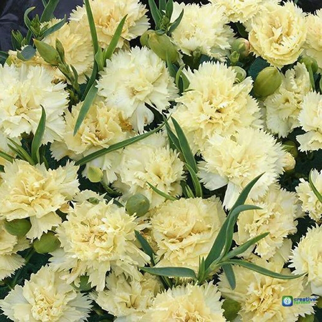CARNATION - Marie Chabaud - Dianthus caryophyllus