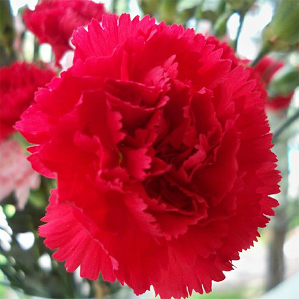 CARNATION - Etincellant - Dianthus caryophyllus