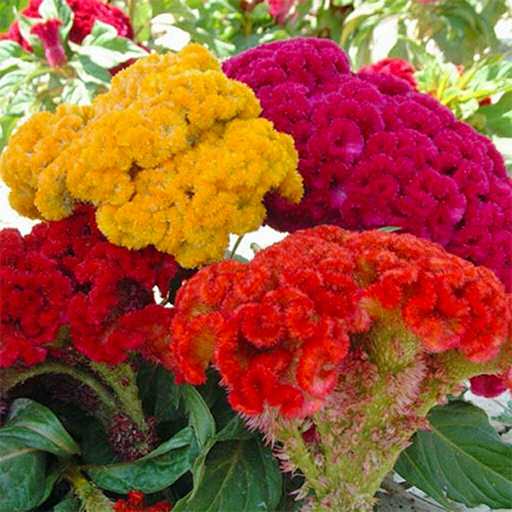 CELOSIA - Cristata Mix - Celosia cristata