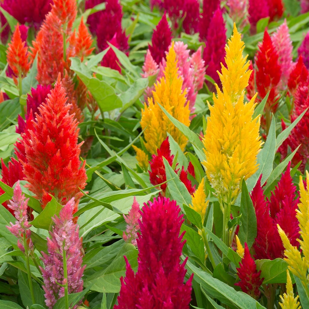 CELOSIA - Kewpie Mix - Celosia plumosa