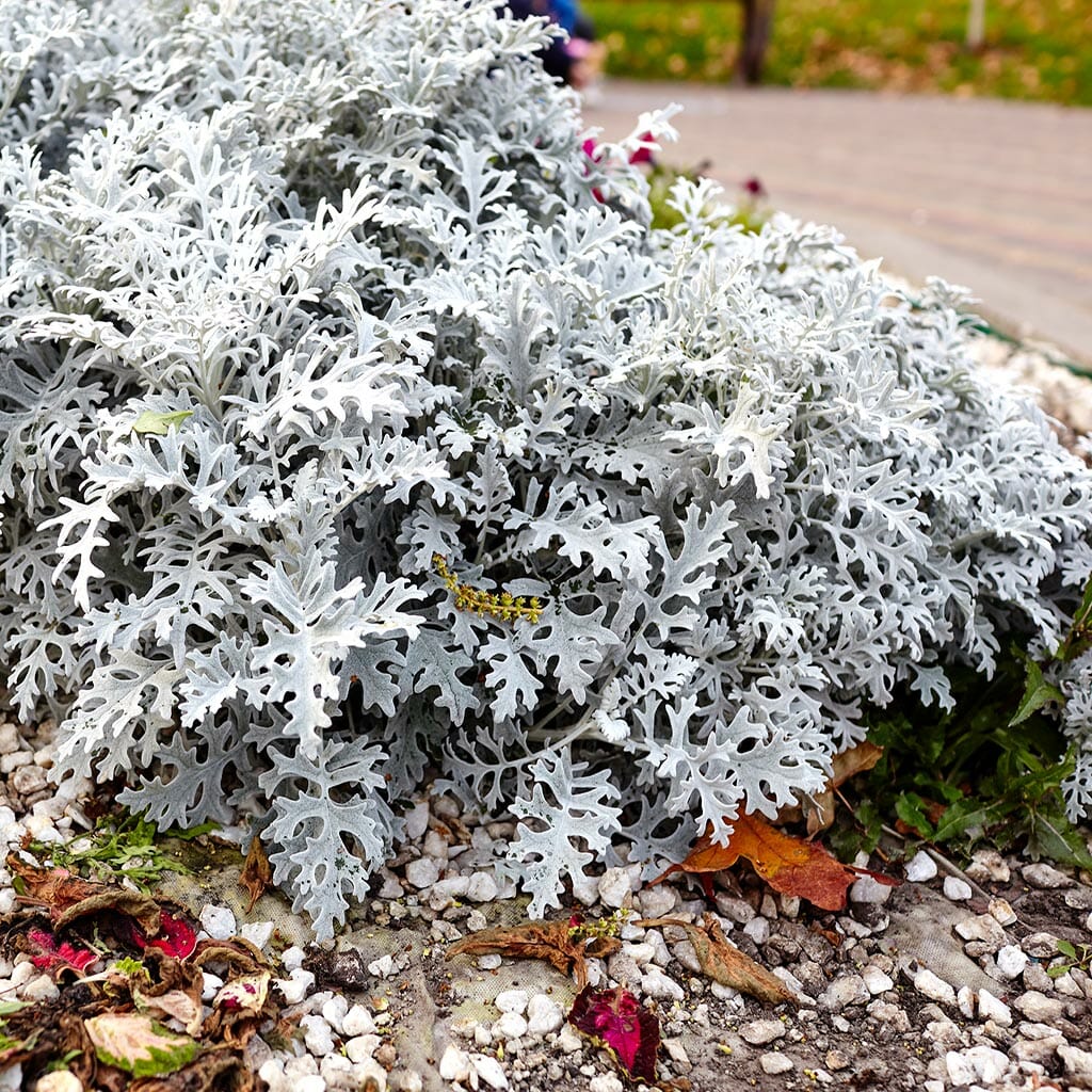 CINERARIA - Silverdust - Senecio cineraria martima