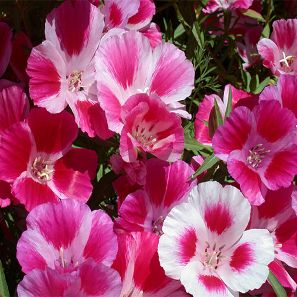 CLARKIA - Fairwell to Spring - Clarkia amoeana