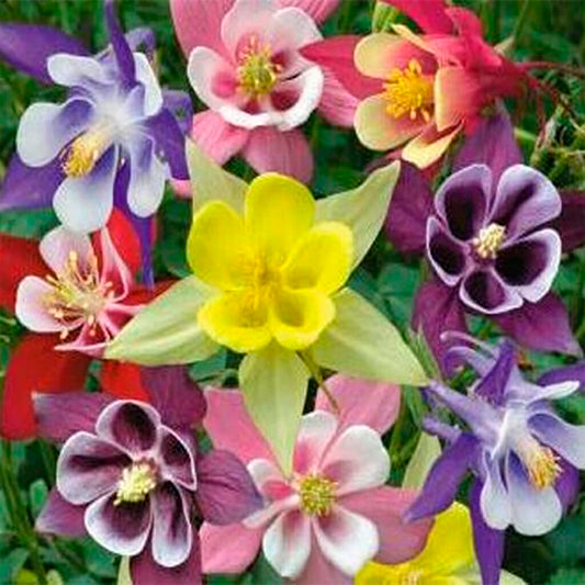 COLUMBINE - McKana Giants  - Aquilegia caerulea