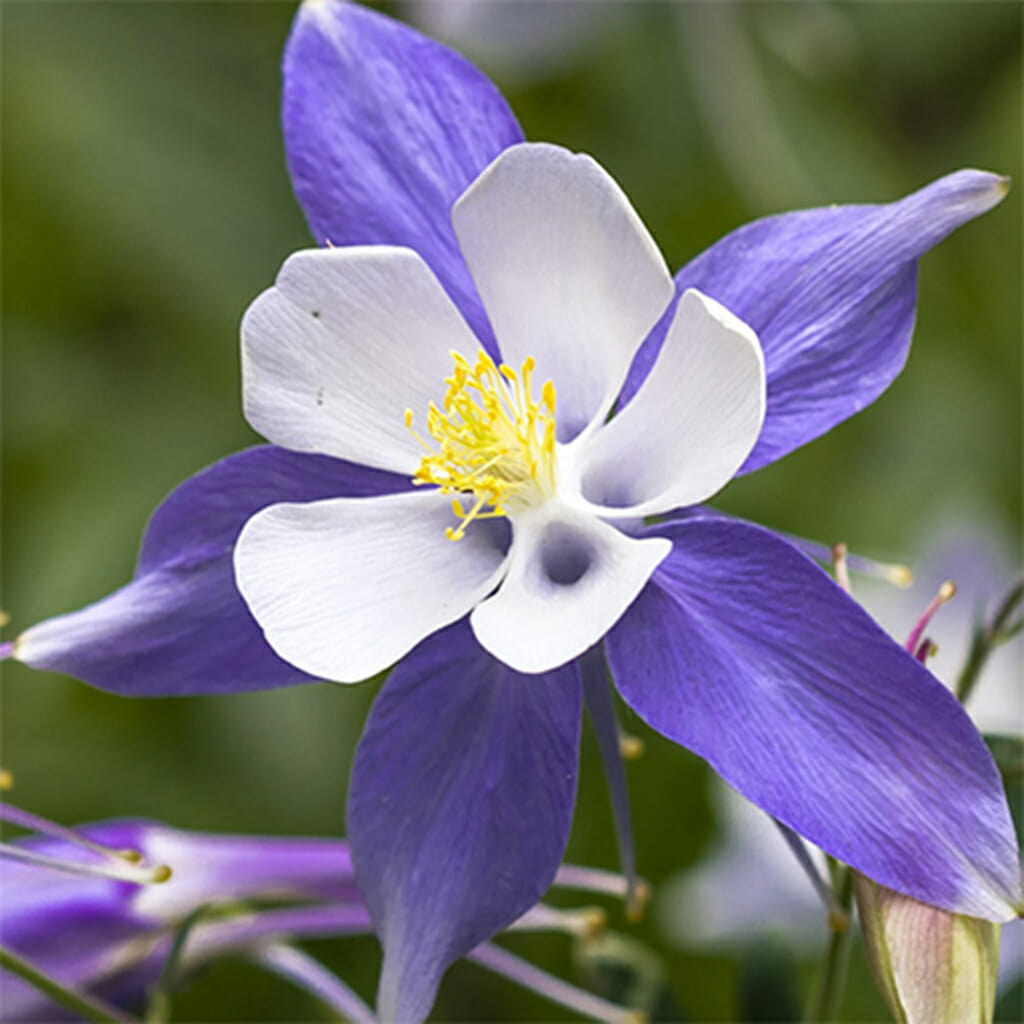COLUMBINE - Blue Star - Aquilegia caerulea