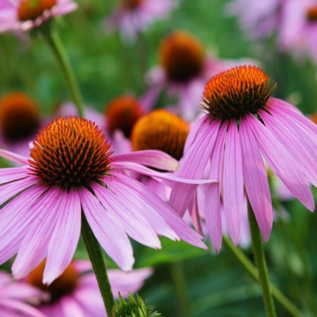 CONEFLOWER - Purple - Echinacea purpurea