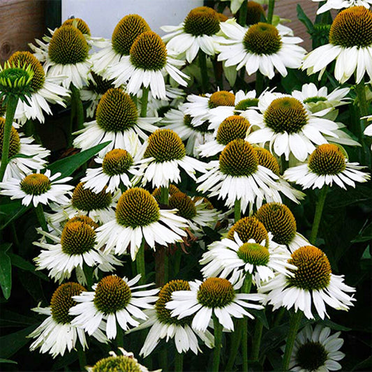 CONEFLOWER - White Swan  - Echinacea purpurea