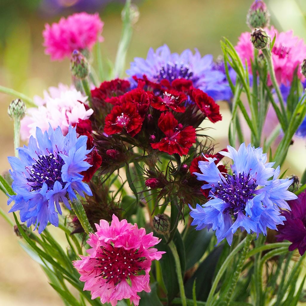 CORNFLOWER - Bachelors Buttons - Centaurea cyanus