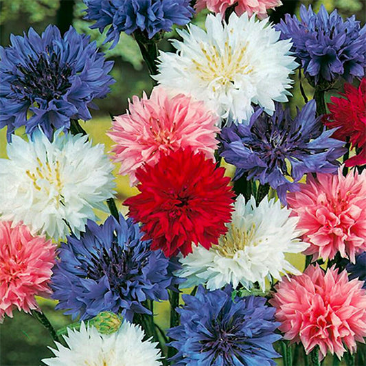 CORNFLOWER  - Tall Flowering  - Centaurea cyanus