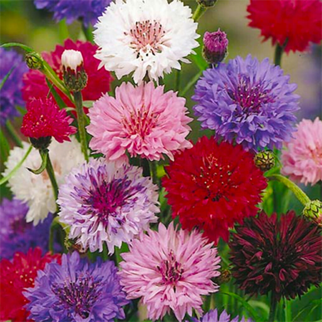 CORNFLOWER  - Polka Dot Mix  - Centaurea cyanus