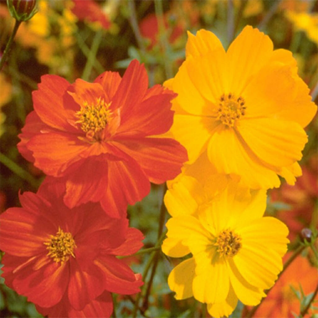 COSMOS  - Bright Lights  - Cosmos sulphureus