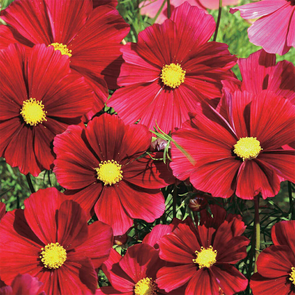 COSMOS - Dazzler - Cosmos bipinnatus