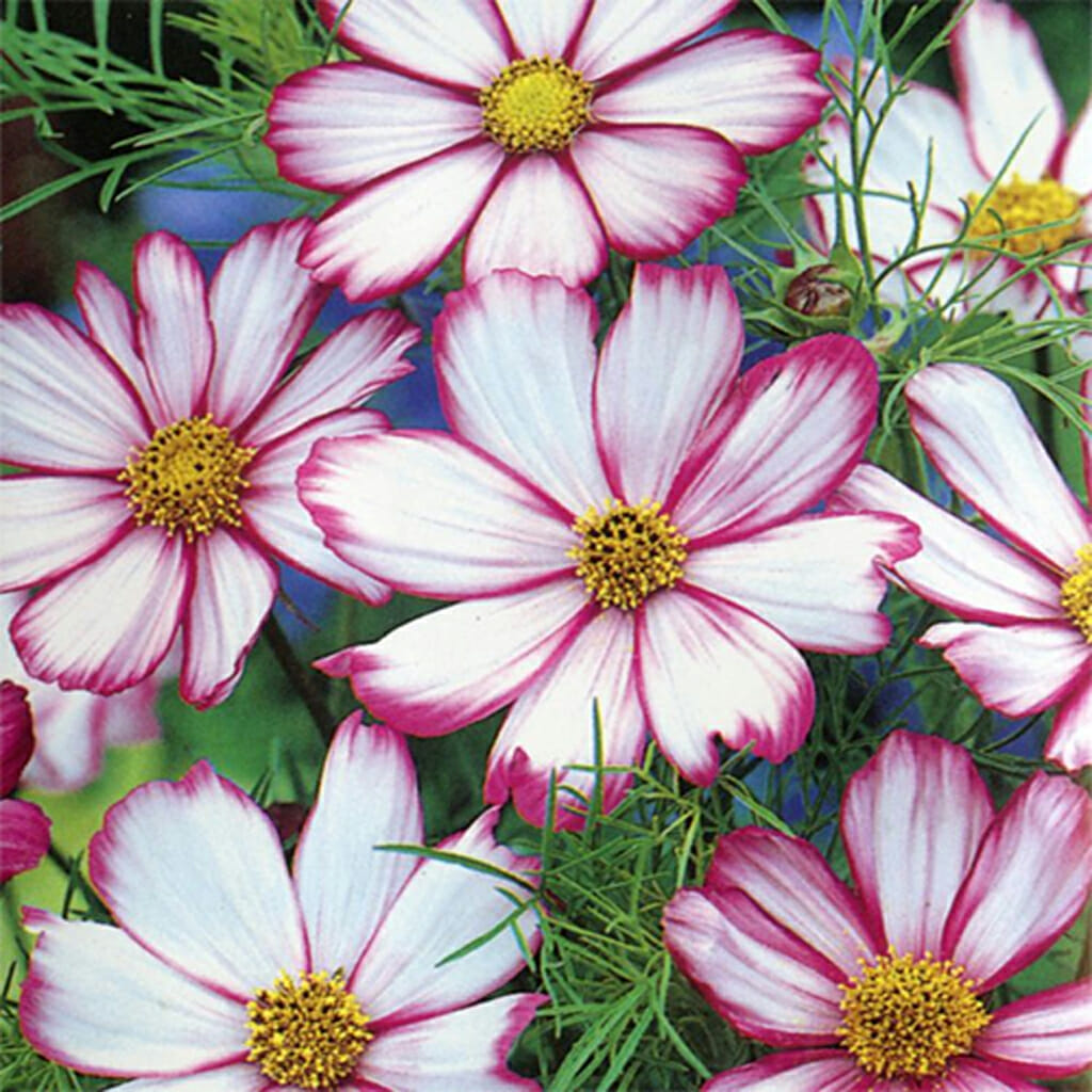 COSMOS - Candystripe - Cosmos bipinnatus
