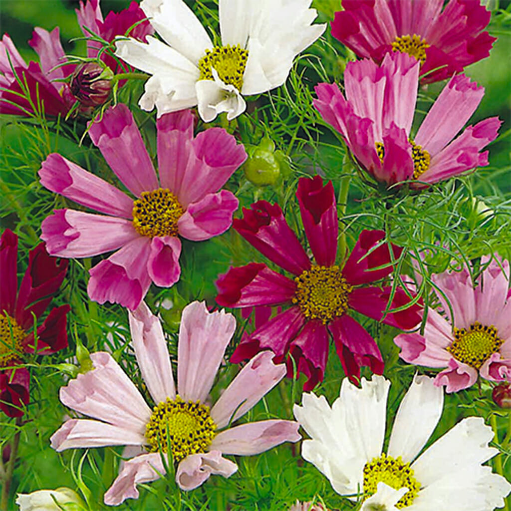 COSMOS - Seashells Mix - Cosmos bipinnatus