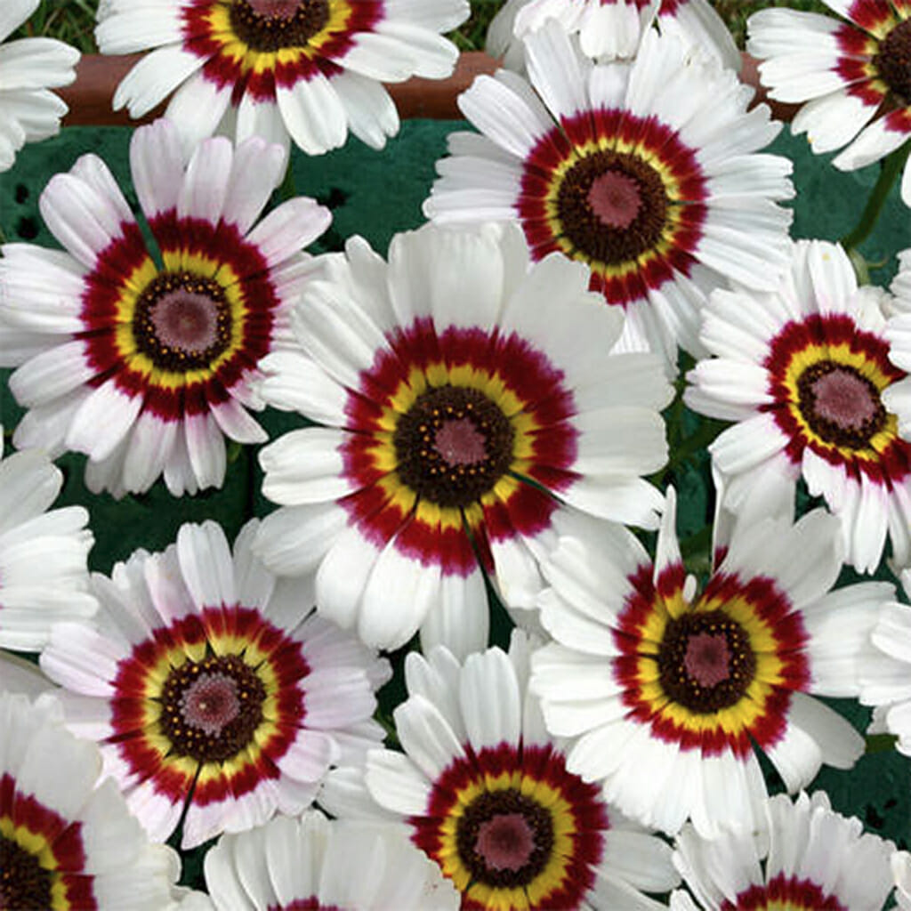DAISY - Painted - Chrysanthemum carinatum