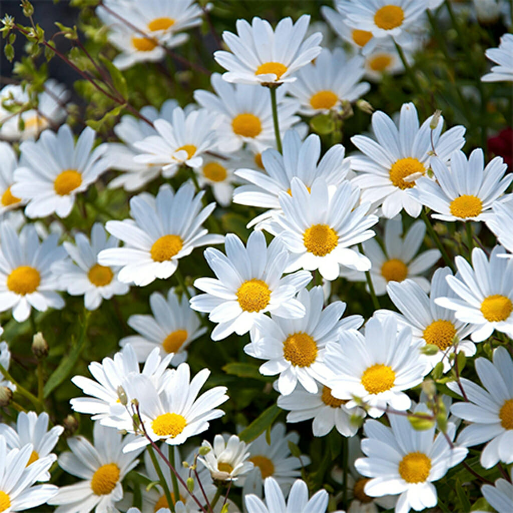 DAISY  - Creeping  - Chrysanthemum paludosum
