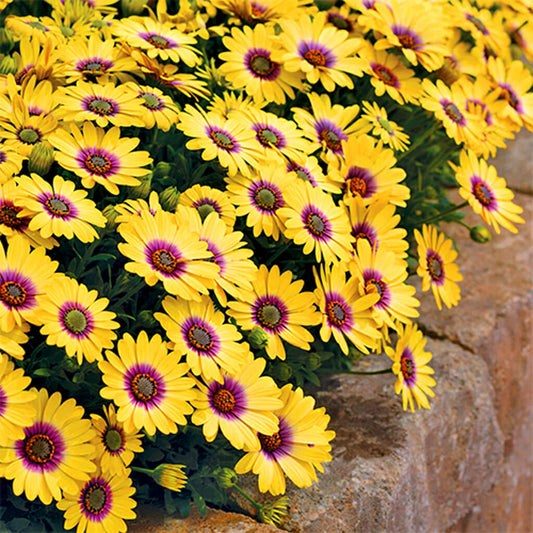 DAISY  - African  - Dimorphotheca sinuata