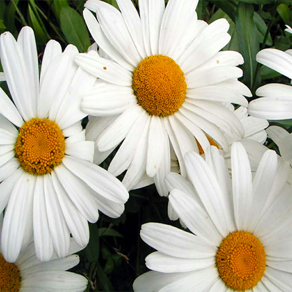 DAISY - Shasta Silver Princess - Chrysanthemum leucanthemum