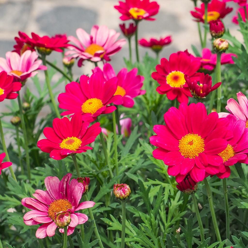 DAISY - Painted - Robinsons Giant - Chrysanthemum coccineum