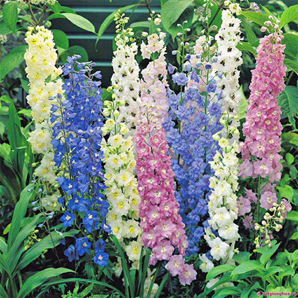 LARKSPUR - Giant Imperial - Delphinium consolida