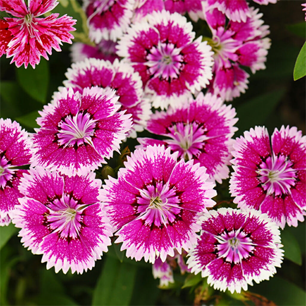 DIANTHUS  - Sweet William  - Dianthus barbatus