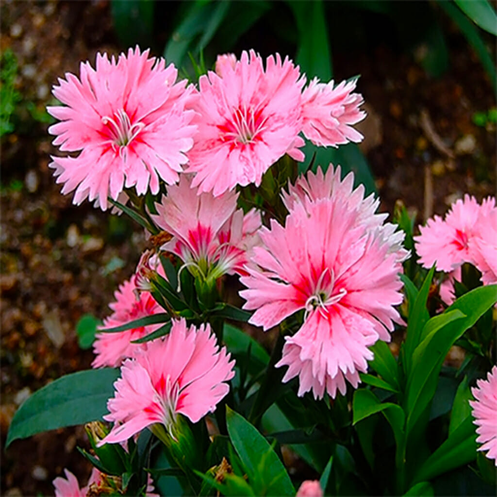 DIANTHUS  - Chinese Pink  - Dianthus chinensis
