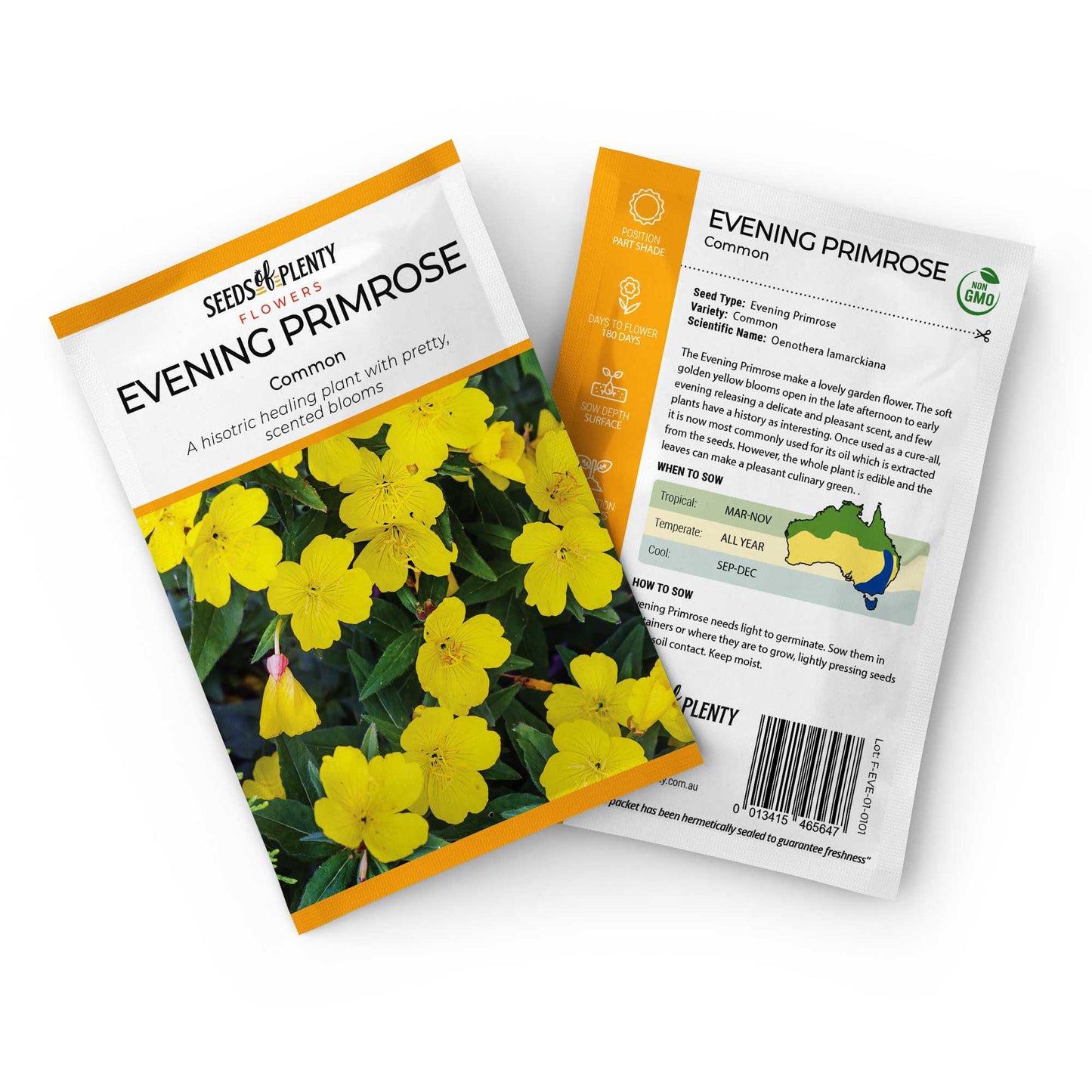EVENING PRIMROSE - Common Seed Packet - Oenothera lamarckiana
