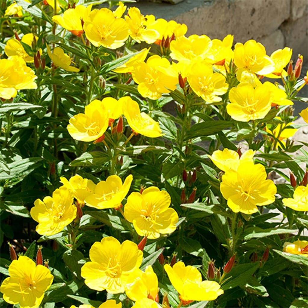 EVENING PRIMROSE - Common - Oenothera lamarckiana