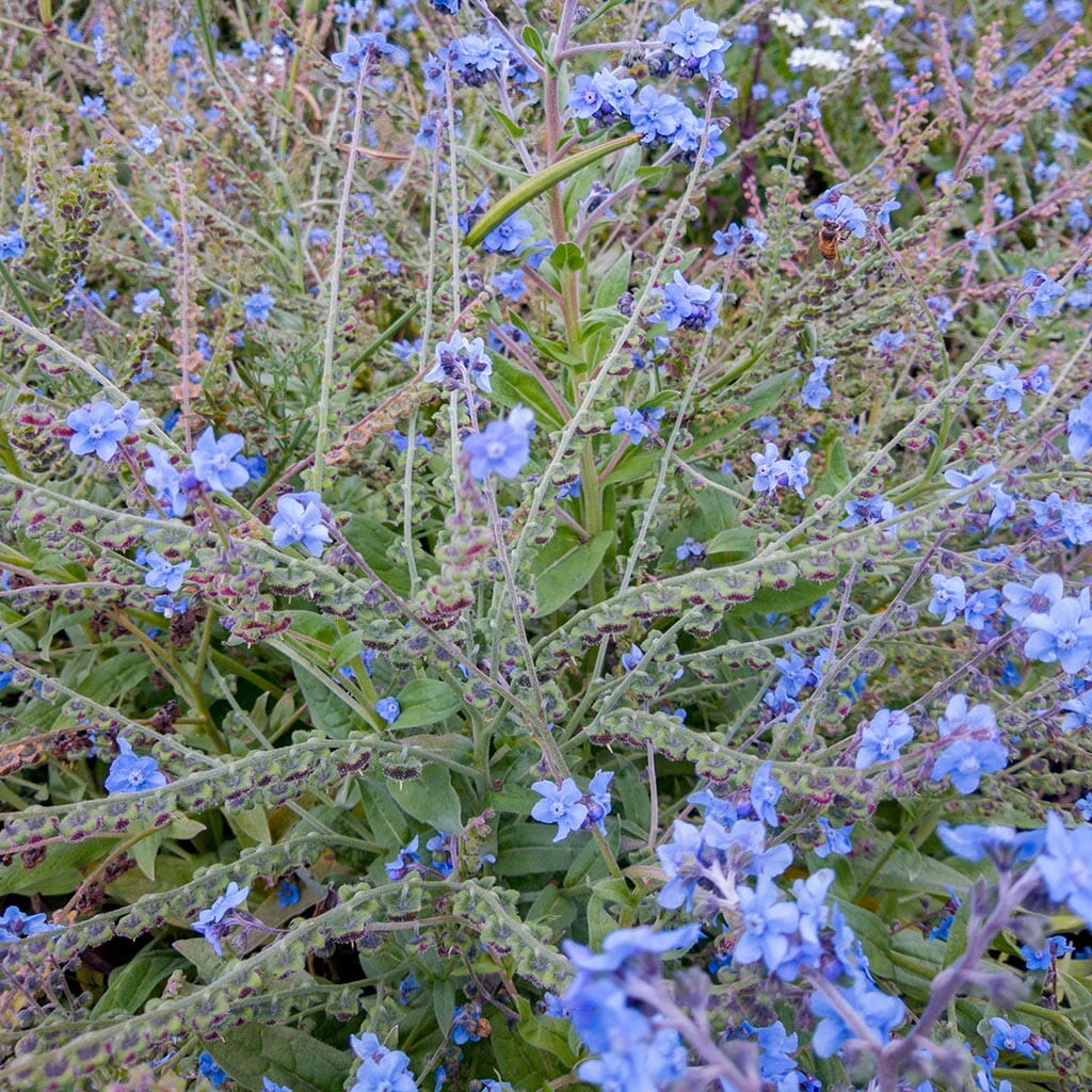 FORGET ME NOT - Chinese - Cynoglossum amabile