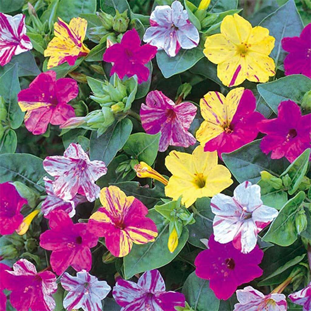 MIRABILIS - Four O'Clock - Mirabilis jalapa