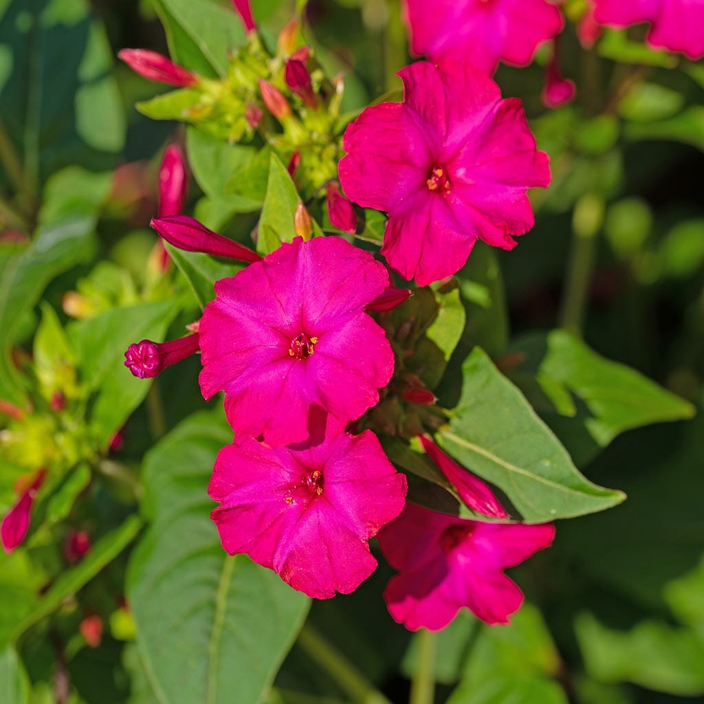 MIRABILIS - Four O'Clock Rose - Mirabilis jalapa