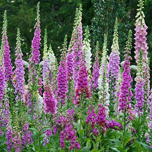 FOXGLOVE  - Mixed Beauty  - Digitalis purpurea