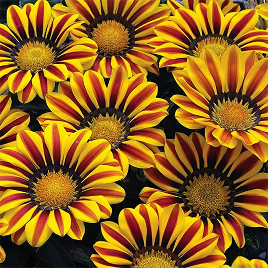 GAZANIA - KISS Golden Flame  - Gazania splendens