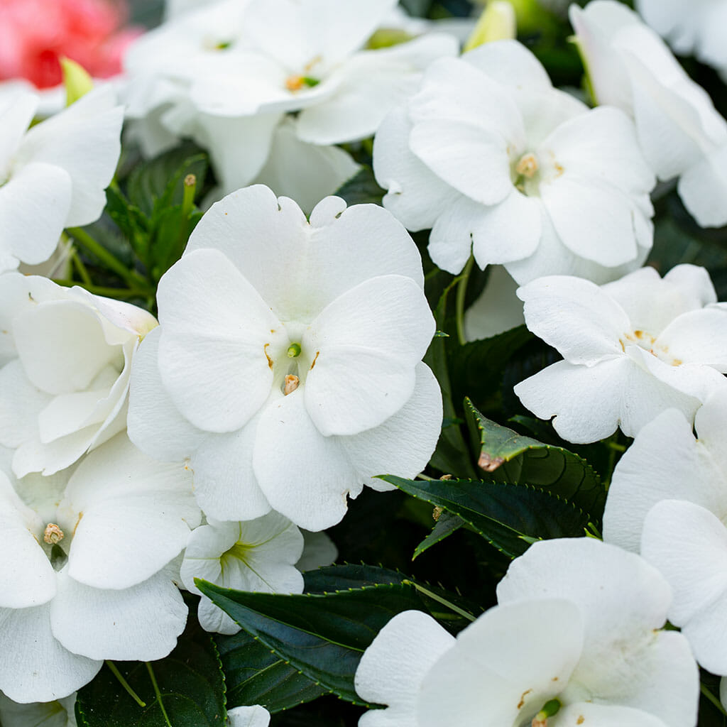 GERANIUM - Maverick White - Pelargonium x hortorum