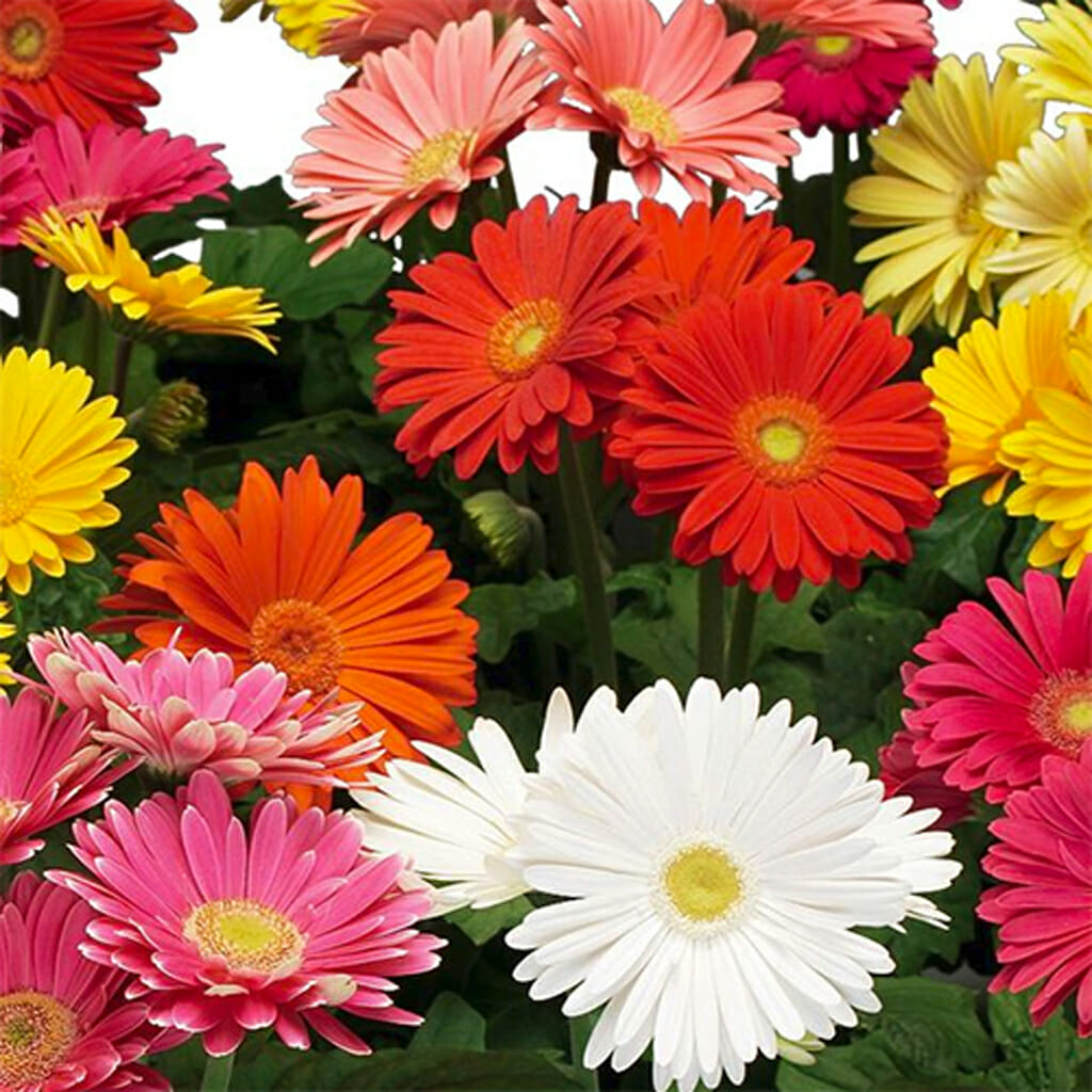 GERBERA - Jamesoni - Gerbera jamesoni