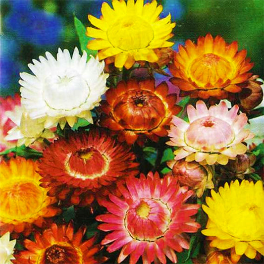 HELICHRYSUM - Mixed Strawflower  - Helichrysum bracteatum
