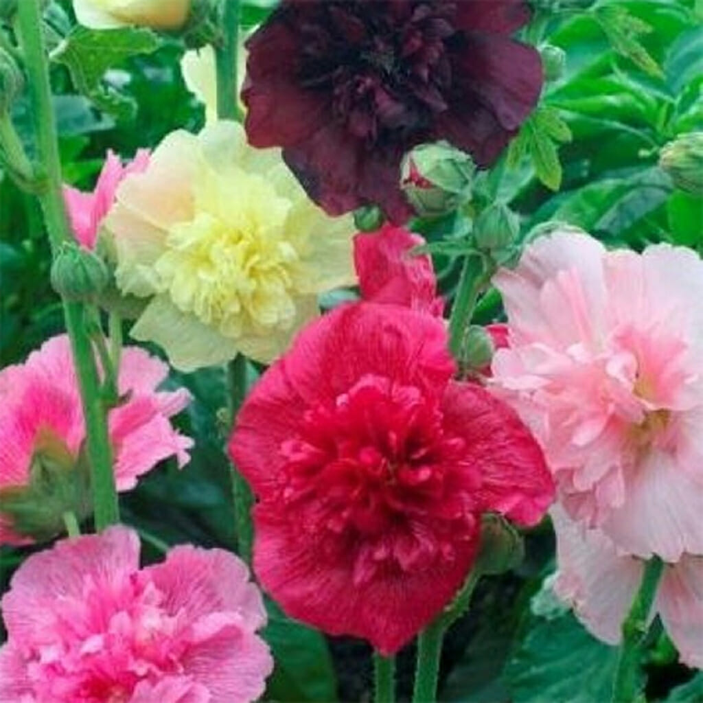 HOLLYHOCK - Majorette Double Mixed - Alcea rosea