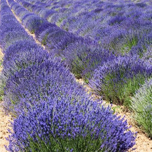 LAVENDER - True English  - Lavandula angustifolia